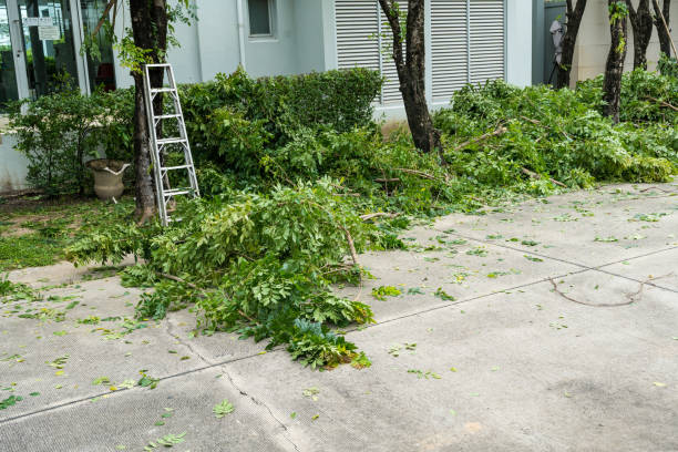 How Our Tree Care Process Works  in  Taylor Mill, KY